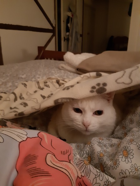Hug your cat day.
