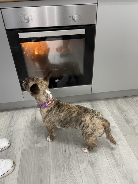Name your crossbreed - I have a Whaffy.