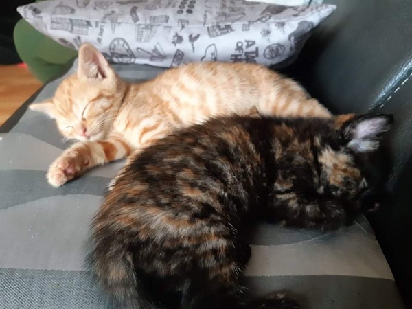 Name ideas for new kitten please