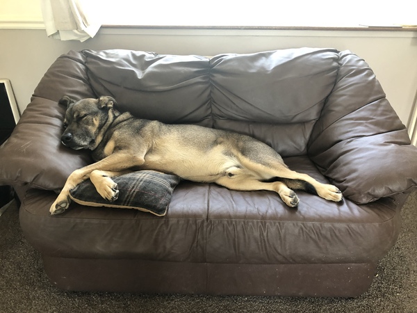 Show me your puppies
