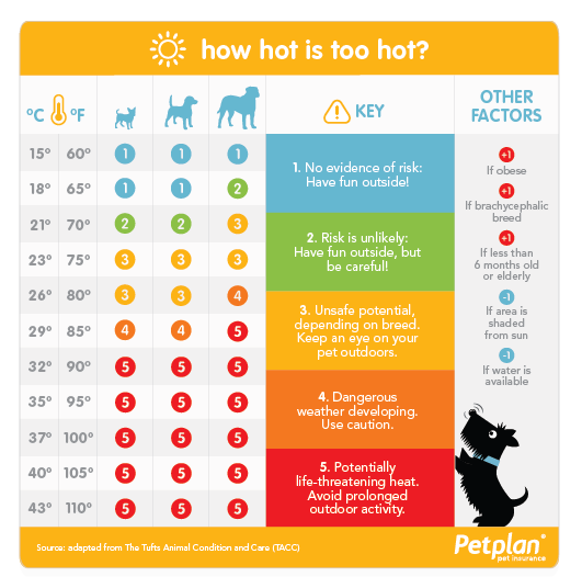 Dog walks in the heat!