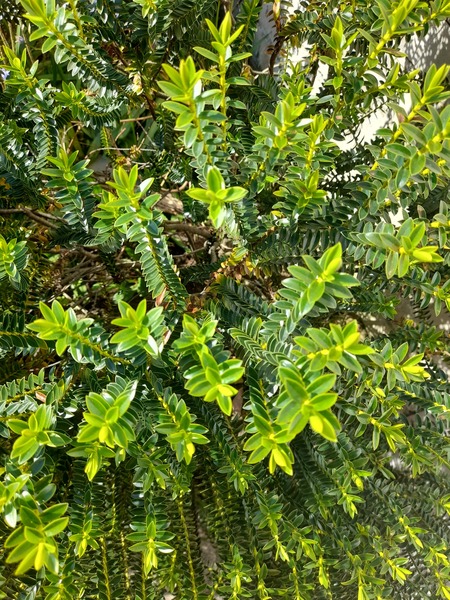 Can anyone identify these plants please?