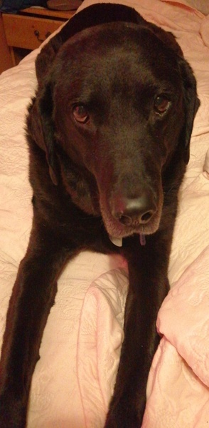 Please show me your dogs...old and young!