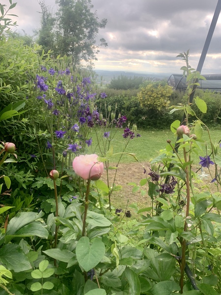 Show us your peonies!