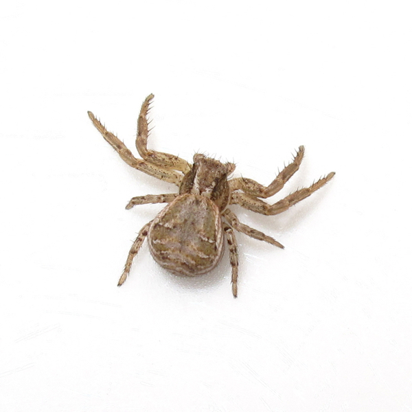 To ask you to help identify this spider?