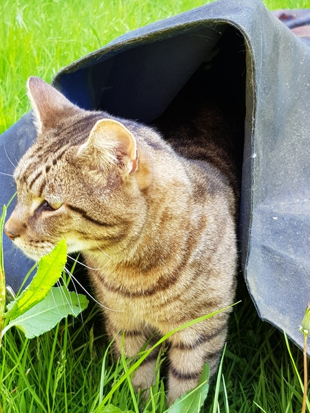 Thug cat part 3.  Unbidden guests are often welcomest when they are gone.