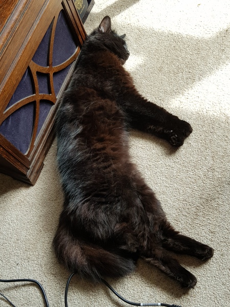 Chez Ollie - All welcome especially Not My Cats. General Cat chat thread