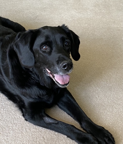 My beautiful loyal loving dog was pts yesterday and I'm heartbroken