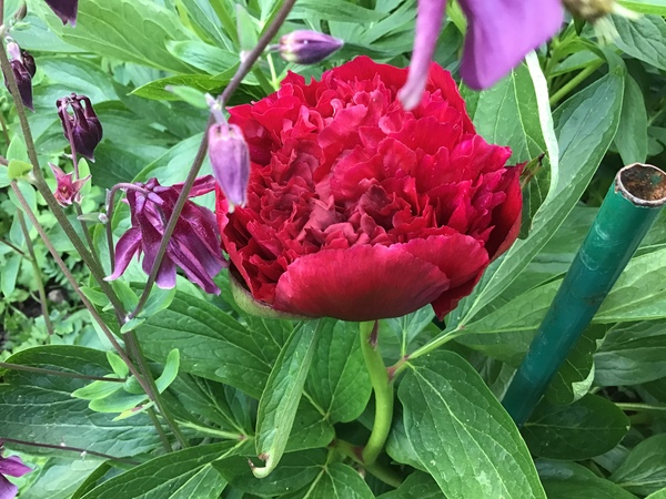 Show us your peonies!