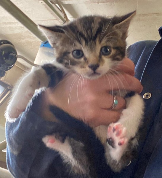 Swagger Inn 169 - Sod this for a game of --soldiers-- Musketeers - let's go somewhere hot and sunny.