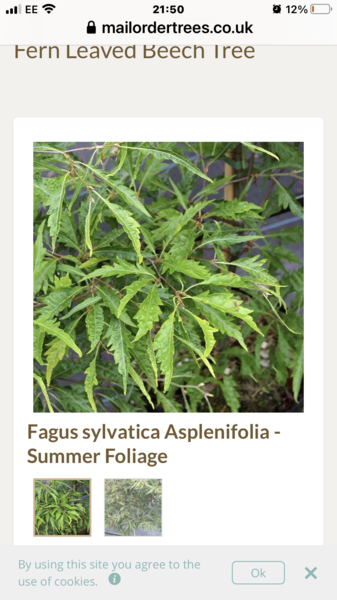 Anyone good with trees? Do you know what tree this is please