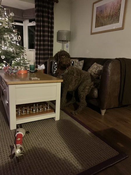 Does your dog sit like this?