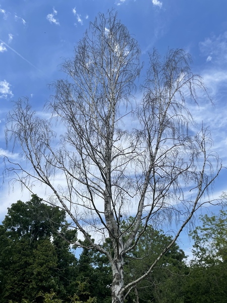 Is my tree dead??