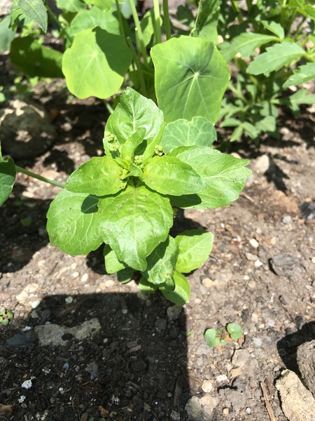 Plant ID