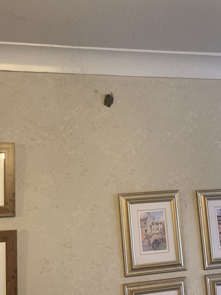 To ask one of you to come and rescue from from a flying beastie?