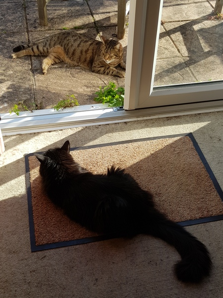 Thug cat part 3.  Unbidden guests are often welcomest when they are gone.