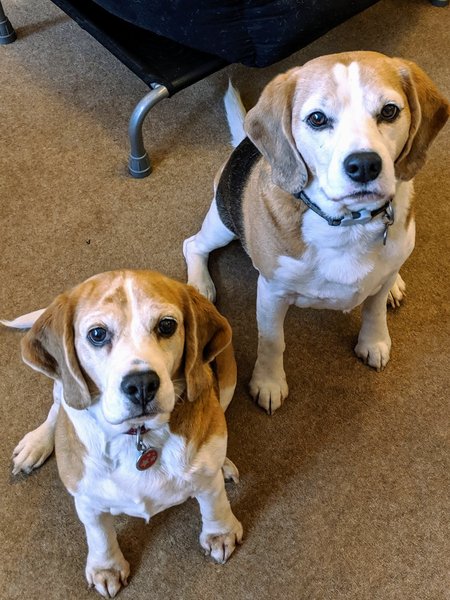 Please show me your dogs...old and young!