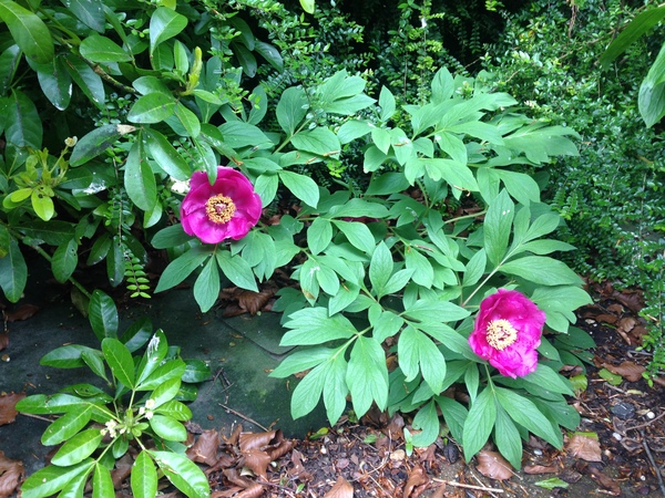 Show us your peonies!