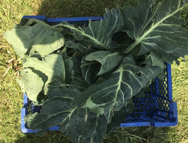 Allotment/Veg Patch Thread 16  Weather weirdness prevails !