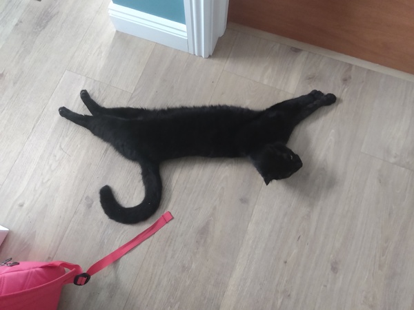 Chez Ollie - All welcome especially Not My Cats. General Cat chat thread