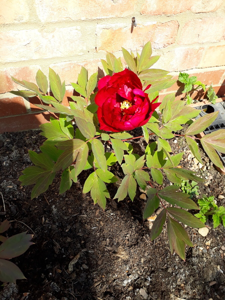 Show us your peonies!