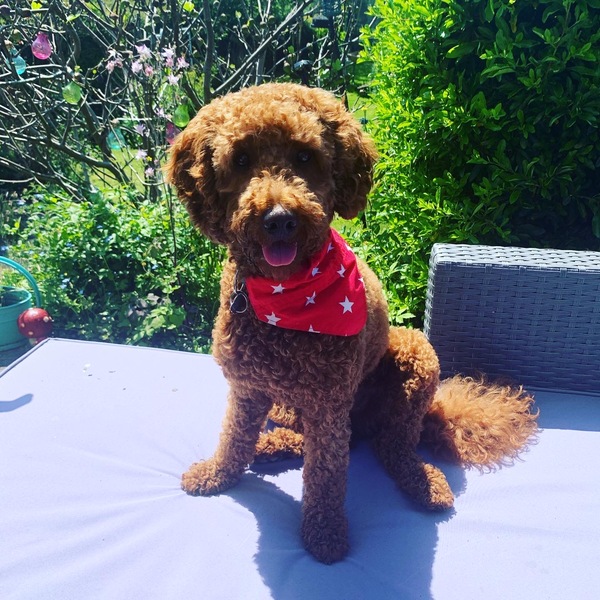 Show me your puppies