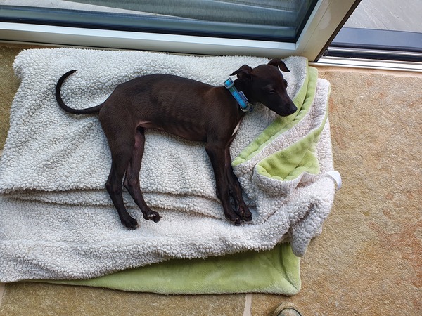 New Whippet