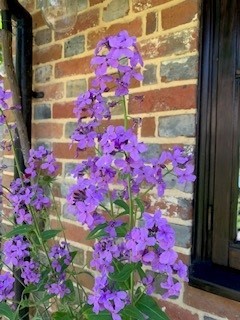 What are these flowers?