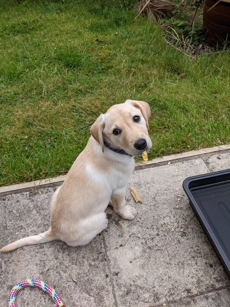 Puppy Survival Thread - May
