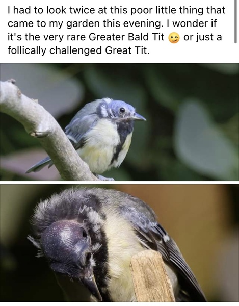 Fledgeling ID anyone please?  It's not a pretty one.