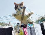Just checking what I can actually do in my garden
