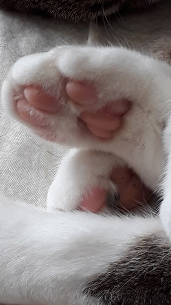 Toe beans!