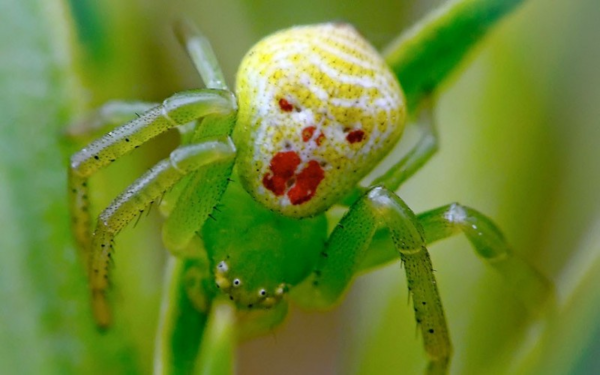 Animals that are...creepy...