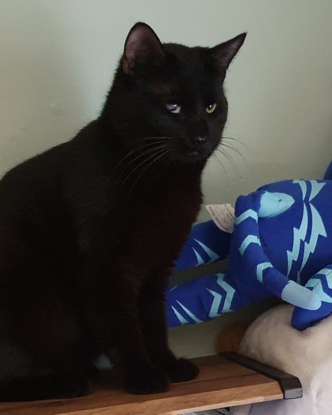 Name Suggestions for a black male kitten!