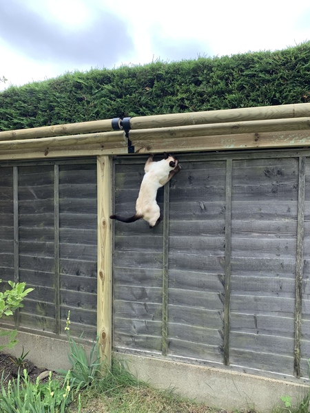 Escaping Cat Proofed Garden