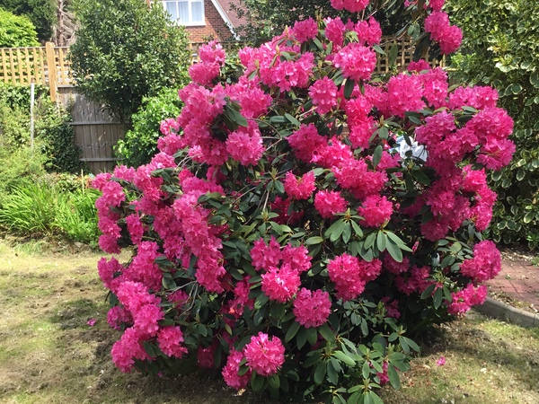 My garden this morning