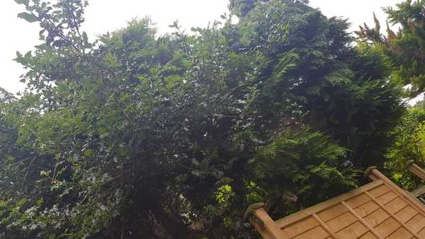 How to trim neighbour's pine tree hanging out on our side