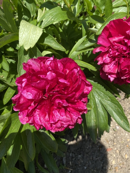 Can anyone identify these flowers please?