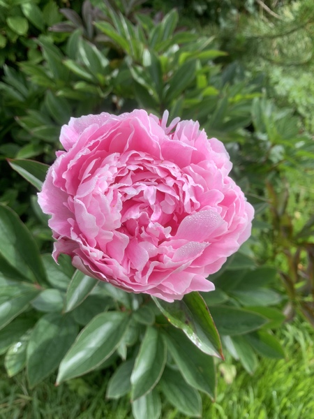 Show us your peonies!