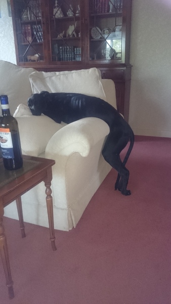 Does your dog sit like this?