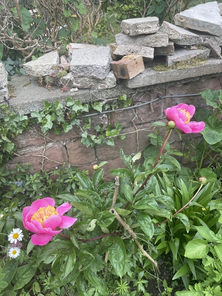 Show us your peonies!