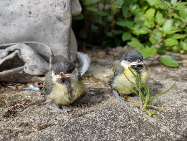 Cats killing all the baby birds