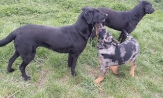 Please show me your dogs...old and young!