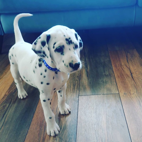 Show me your puppies