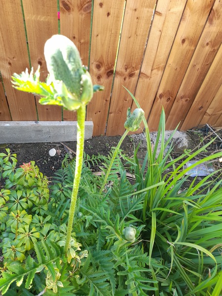 Can anyone identify these plants please?