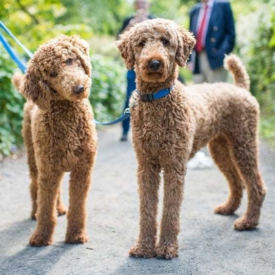 Labradoodle or cockerpoo?