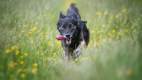 Please show me your dogs...old and young!
