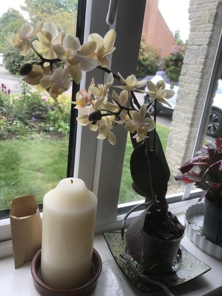 Does anyone grow orchids?