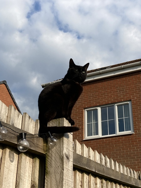 Name Suggestions for a black male kitten!