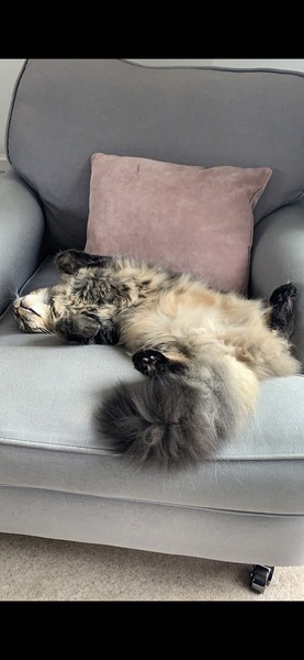 To get another cat or not to her another cat…that is the question